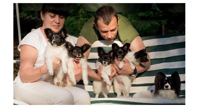 Щенки папийона (папильона) в питомнике Бон Плезир Щенки папийона (папильона) в питомнике Бон Плезир