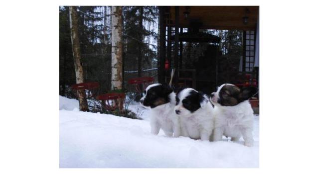Щенки папийона (папильона) в питомнике Бон Плезир Щенки папийона (папильона) в питомнике Бон Плезир
