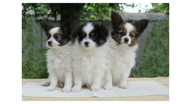 Щенки папийона (папильона) в питомнике Бон Плезир Щенки папийона (папильона) в питомнике Бон Плезир