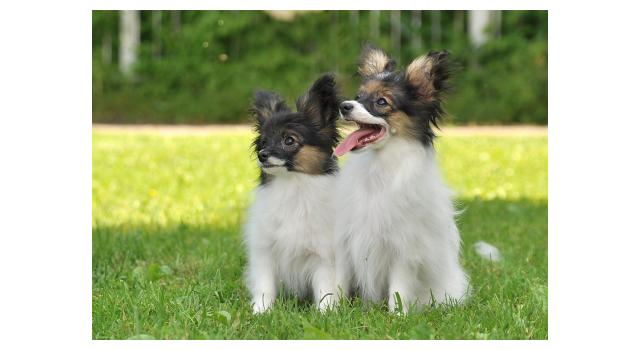 Щенки папийона (папильона) в питомнике Бон Плезир Щенки папийона (папильона) в питомнике Бон Плезир