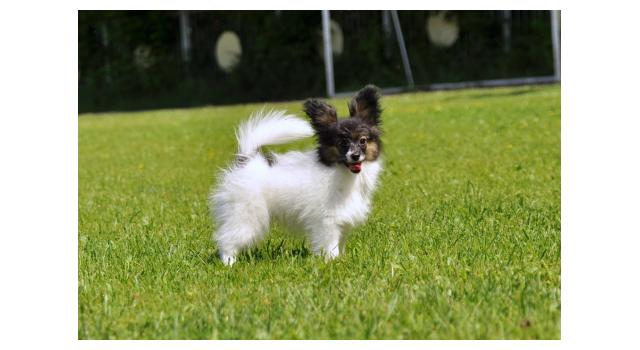 Щенки папийона (папильона) в питомнике Бон Плезир Щенки папийона (папильона) в питомнике Бон Плезир