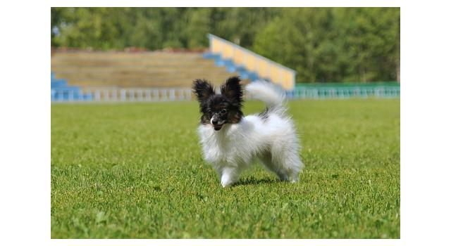 Щенки папийона (папильона) в питомнике Бон Плезир Щенки папийона (папильона) в питомнике Бон Плезир