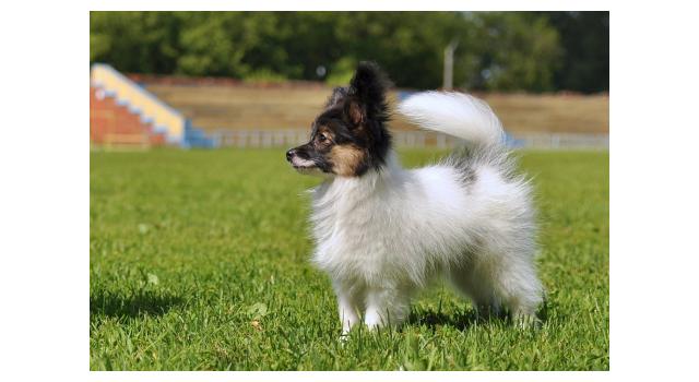 Щенки папийона (папильона) в питомнике Бон Плезир Щенки папийона (папильона) в питомнике Бон Плезир