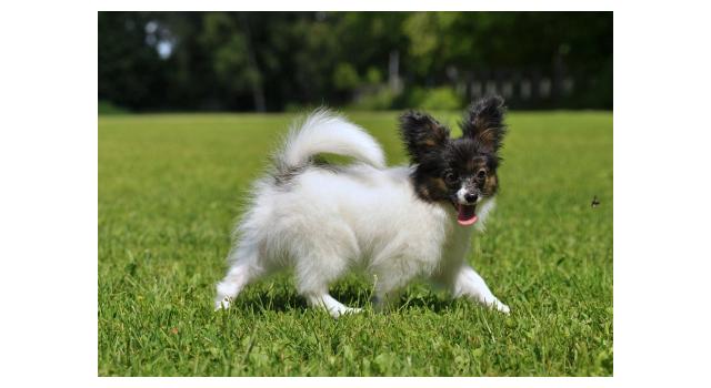 Щенки папийона (папильона) в питомнике Бон Плезир Щенки папийона (папильона) в питомнике Бон Плезир