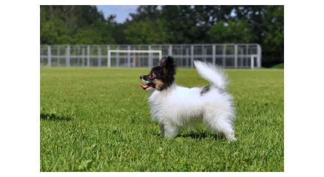 Щенки папийона (папильона) в питомнике Бон Плезир Щенки папийона (папильона) в питомнике Бон Плезир