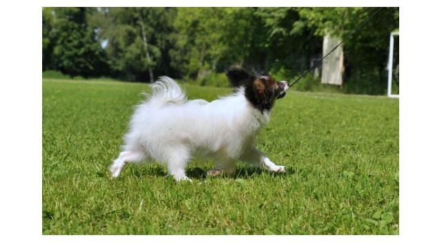 Щенки папийона (папильона) в питомнике Бон Плезир Щенки папийона (папильона) в питомнике Бон Плезир