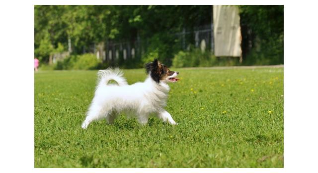 Щенки папийона (папильона) в питомнике Бон Плезир Щенки папийона (папильона) в питомнике Бон Плезир