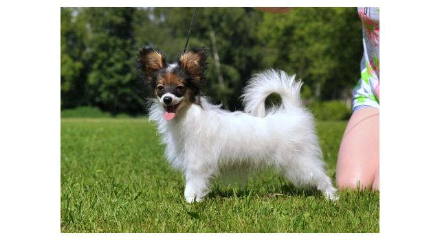 Щенки папийона (папильона) в питомнике Бон Плезир Щенки папийона (папильона) в питомнике Бон Плезир