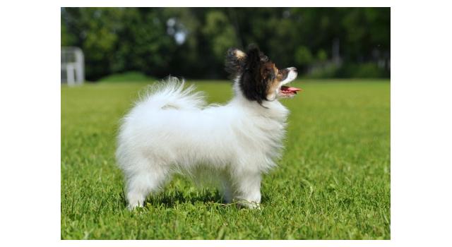 Щенки папийона (папильона) в питомнике Бон Плезир Щенки папийона (папильона) в питомнике Бон Плезир