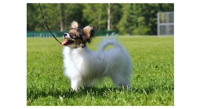 Щенки папийона (папильона) в питомнике Бон Плезир Щенки папийона (папильона) в питомнике Бон Плезир