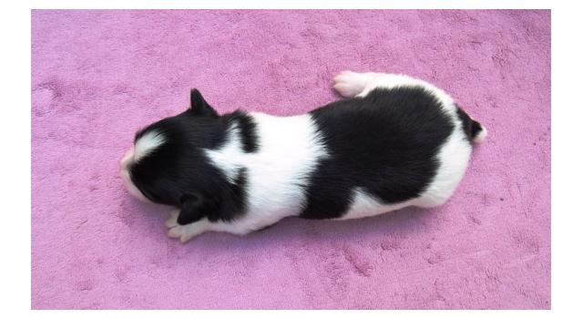 Щенки папийона (папильона) в питомнике Бон Плезир Щенки папийона (папильона) в питомнике Бон Плезир