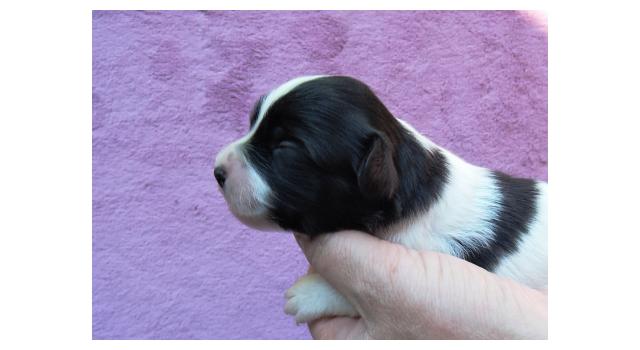 Щенки папийона (папильона) в питомнике Бон Плезир Щенки папийона (папильона) в питомнике Бон Плезир