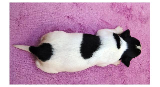 Щенки папийона (папильона) в питомнике Бон Плезир Щенки папийона (папильона) в питомнике Бон Плезир