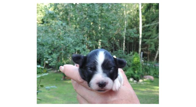 Щенки папийона (папильона) в питомнике Бон Плезир Щенки папийона (папильона) в питомнике Бон Плезир