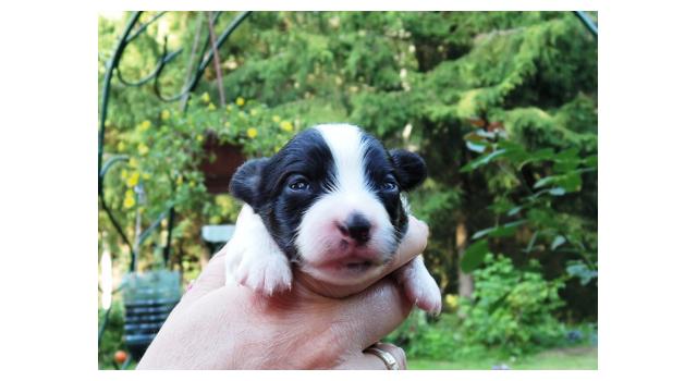 Щенки папийона (папильона) в питомнике Бон Плезир Щенки папийона (папильона) в питомнике Бон Плезир