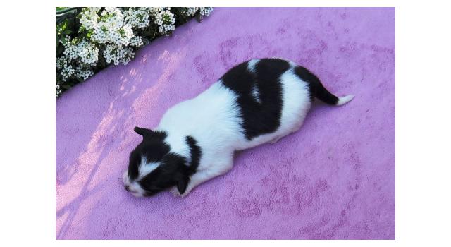 Щенки папийона (папильона) в питомнике Бон Плезир Щенки папийона (папильона) в питомнике Бон Плезир