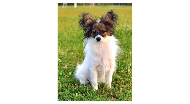 Щенки папийона (папильона) в питомнике Бон Плезир Щенки папийона (папильона) в питомнике Бон Плезир