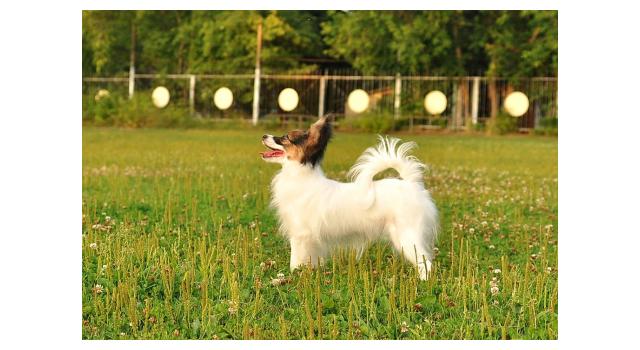 Щенки папийона (папильона) в питомнике Бон Плезир Щенки папийона (папильона) в питомнике Бон Плезир