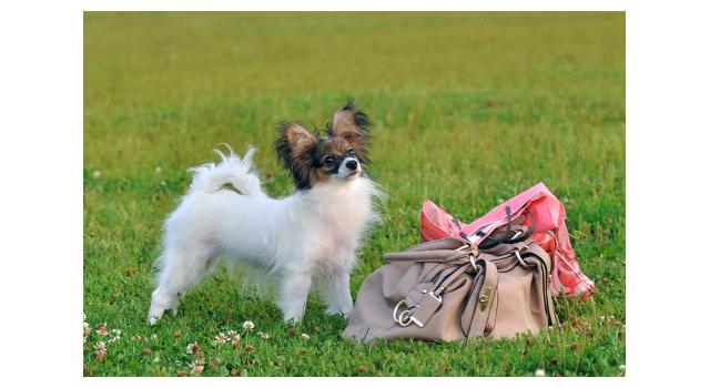 Щенки папийона (папильона) в питомнике Бон Плезир Щенки папийона (папильона) в питомнике Бон Плезир