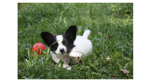 Щенки папийона (папильона) в питомнике Бон Плезир Щенки папийона (папильона) в питомнике Бон Плезир