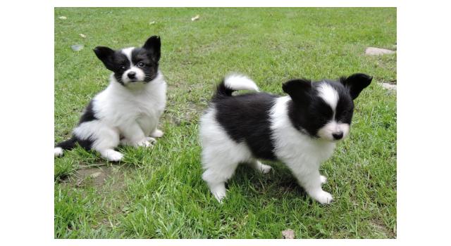 Щенки папийона (папильона) в питомнике Бон Плезир Щенки папийона (папильона) в питомнике Бон Плезир