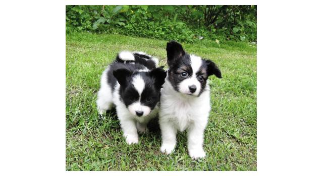 Щенки папийона (папильона) в питомнике Бон Плезир Щенки папийона (папильона) в питомнике Бон Плезир