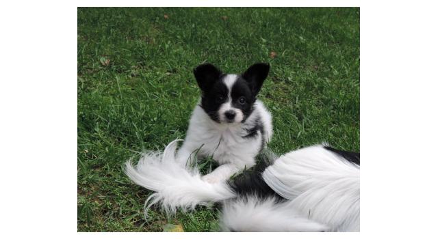 Щенки папийона (папильона) в питомнике Бон Плезир Щенки папийона (папильона) в питомнике Бон Плезир