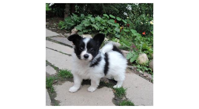 Щенки папийона (папильона) в питомнике Бон Плезир Щенки папийона (папильона) в питомнике Бон Плезир