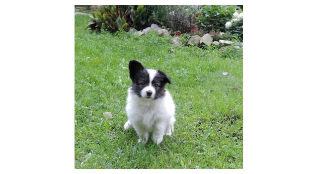 Щенки папийона (папильона) в питомнике Бон Плезир Щенки папийона (папильона) в питомнике Бон Плезир