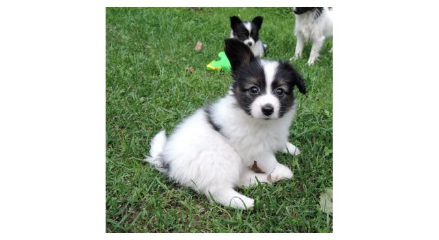 Щенки папийона (папильона) в питомнике Бон Плезир Щенки папийона (папильона) в питомнике Бон Плезир