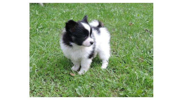 Щенки папийона (папильона) в питомнике Бон Плезир Щенки папийона (папильона) в питомнике Бон Плезир