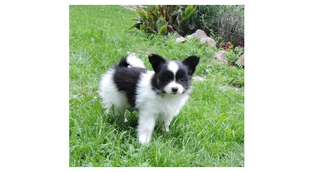 Щенки папийона (папильона) в питомнике Бон Плезир Щенки папийона (папильона) в питомнике Бон Плезир