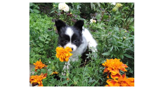 Щенки папийона (папильона) в питомнике Бон Плезир Щенки папийона (папильона) в питомнике Бон Плезир