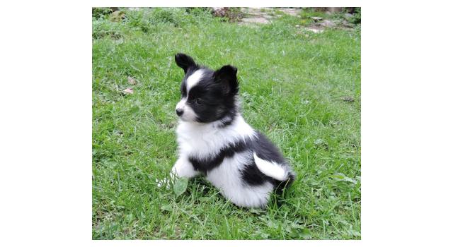 Щенки папийона (папильона) в питомнике Бон Плезир Щенки папийона (папильона) в питомнике Бон Плезир