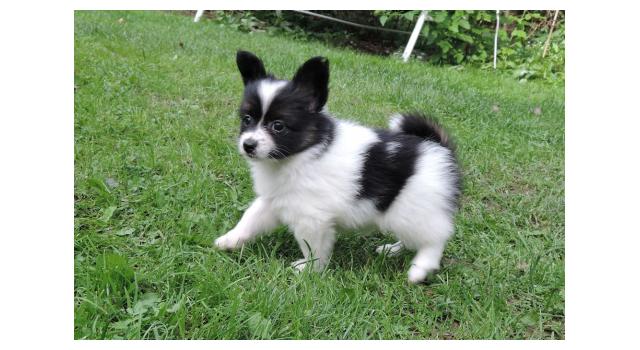 Щенки папийона (папильона) в питомнике Бон Плезир Щенки папийона (папильона) в питомнике Бон Плезир