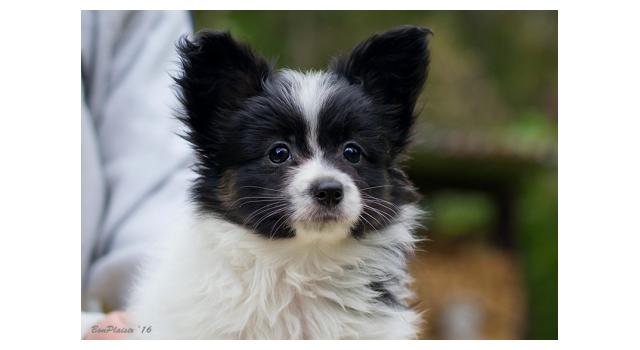 Щенки папийона (папильона) в питомнике Бон Плезир Щенки папийона (папильона) в питомнике Бон Плезир