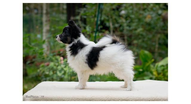 Щенки папийона (папильона) в питомнике Бон Плезир Щенки папийона (папильона) в питомнике Бон Плезир