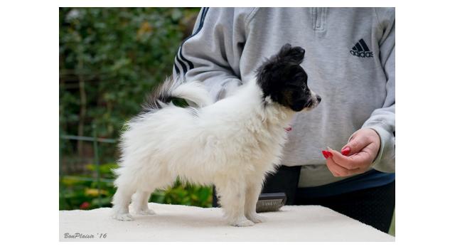 Щенки папийона (папильона) в питомнике Бон Плезир Щенки папийона (папильона) в питомнике Бон Плезир