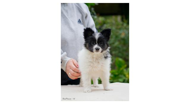 Щенки папийона (папильона) в питомнике Бон Плезир Щенки папийона (папильона) в питомнике Бон Плезир