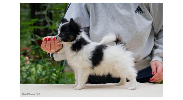 Щенки папийона (папильона) в питомнике Бон Плезир Щенки папийона (папильона) в питомнике Бон Плезир