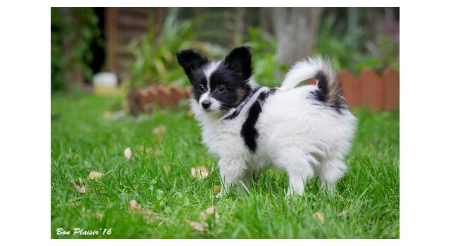 Щенки папийона (папильона) в питомнике Бон Плезир Щенки папийона (папильона) в питомнике Бон Плезир