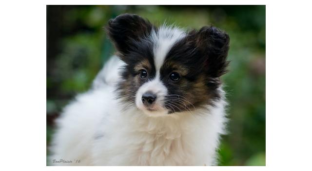 Щенки папийона (папильона) в питомнике Бон Плезир Щенки папийона (папильона) в питомнике Бон Плезир