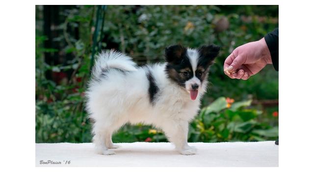 Щенки папийона (папильона) в питомнике Бон Плезир Щенки папийона (папильона) в питомнике Бон Плезир