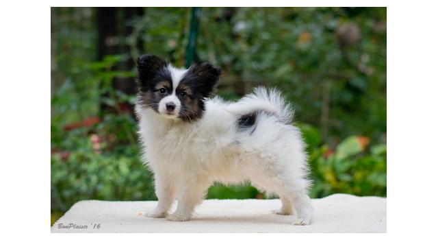 Щенки папийона (папильона) в питомнике Бон Плезир Щенки папийона (папильона) в питомнике Бон Плезир