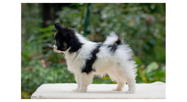 Щенки папийона (папильона) в питомнике Бон Плезир Щенки папийона (папильона) в питомнике Бон Плезир