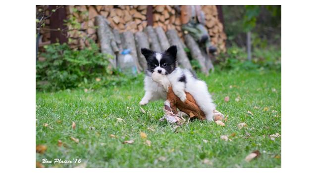 Щенки папийона (папильона) в питомнике Бон Плезир Щенки папийона (папильона) в питомнике Бон Плезир