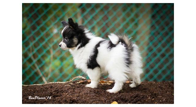 Щенки папийона (папильона) в питомнике Бон Плезир Щенки папийона (папильона) в питомнике Бон Плезир