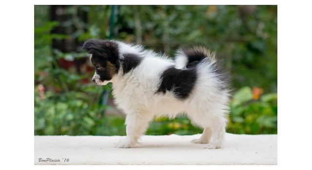 Щенки папийона (папильона) в питомнике Бон Плезир Щенки папийона (папильона) в питомнике Бон Плезир