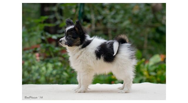 Щенки папийона (папильона) в питомнике Бон Плезир Щенки папийона (папильона) в питомнике Бон Плезир