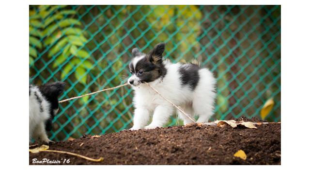 Щенки папийона (папильона) в питомнике Бон Плезир Щенки папийона (папильона) в питомнике Бон Плезир